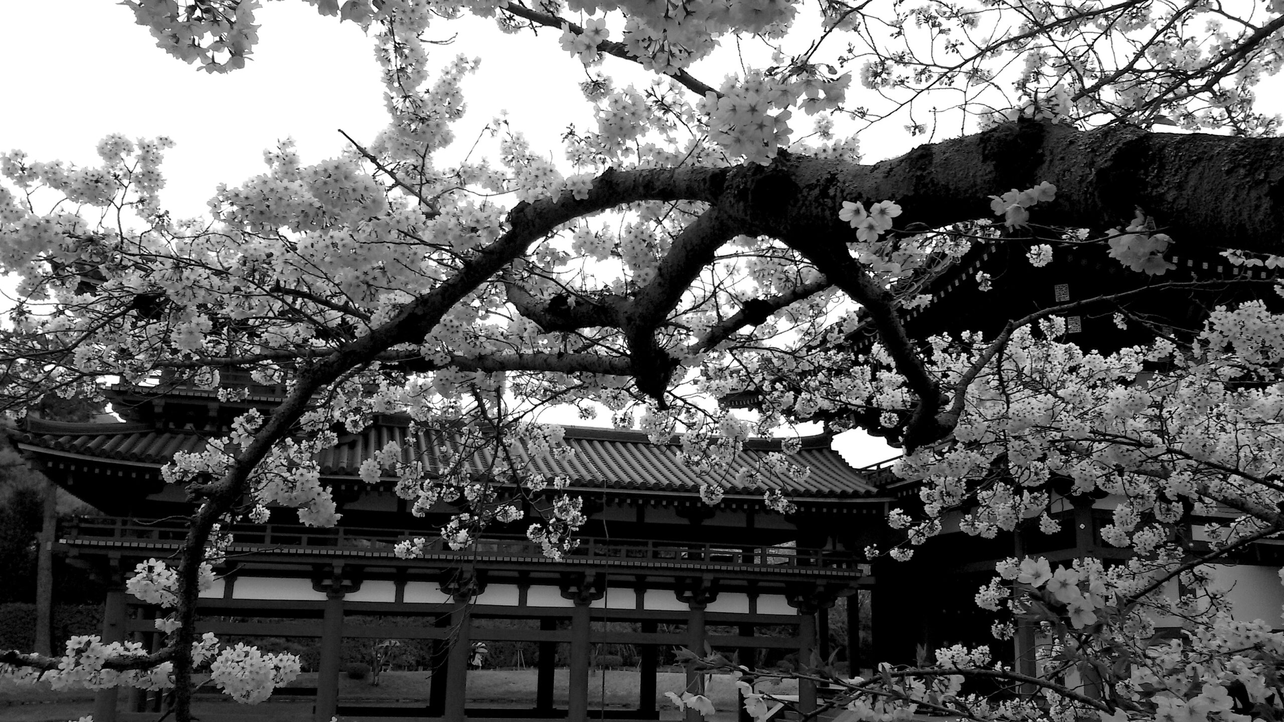 Japan_O Procesu